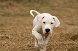 DOGUE ARGENTIN 162